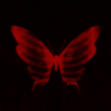 wings - MELODY